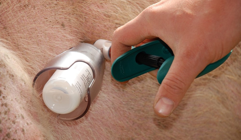 Intra muscular injection of a pig.